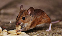 24 Hour & Emergency Exterminators in East Newark, NJ